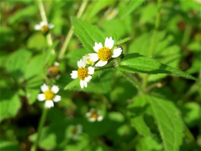 Behaartes Knopfkraut oder Franzosenkraut (Galinsoga quadriradiata) in der Schwetzinger Hardt -  eingeschleppt aus Südamerika. In Deutschland wurde ihre Schwesterart G. parviflora während der Zeit Napo