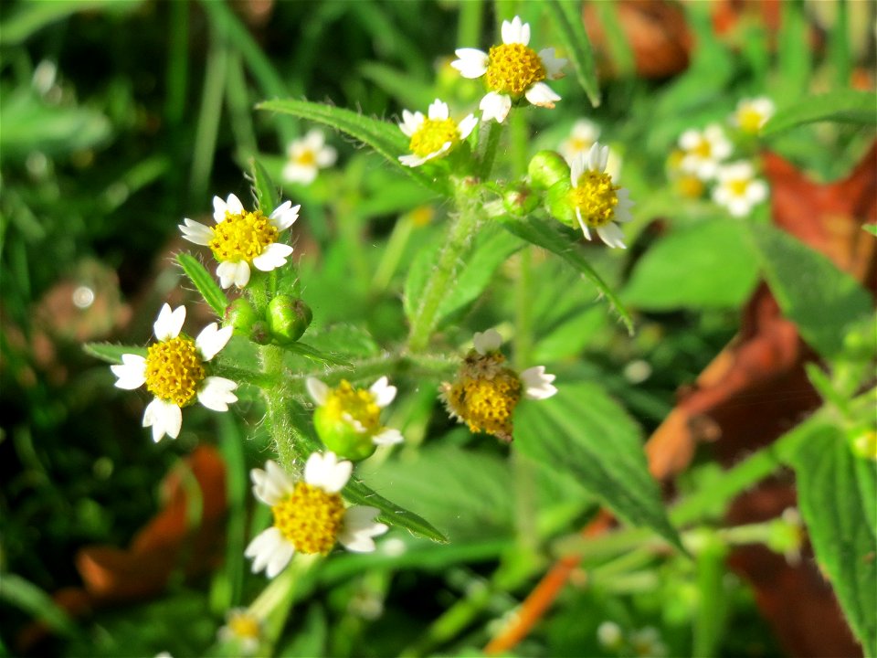 Behaartes Knopfkraut oder Franzosenkraut (Galinsoga quadriradiata) am Staden in Saarbrücken - eingeschleppt aus Südamerika. In Deutschland wurde ihre Schwesterart G. parviflora während der Zeit Napole