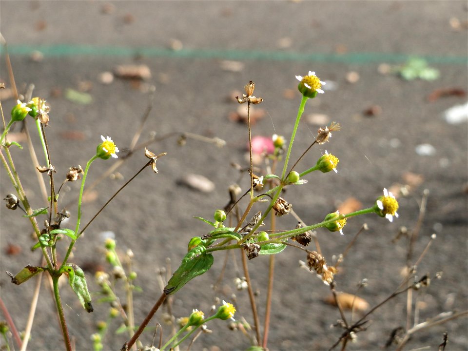 Kleinblütiges Knopfkraut oder Franzosenkraut (Galinsoga parviflora) in Saarbrücken - schon im 18.Jh. aus Südamerika eingeschleppt. Da es sich zeitgleich mit den Napoleonischen Feldzügen stark verbreit