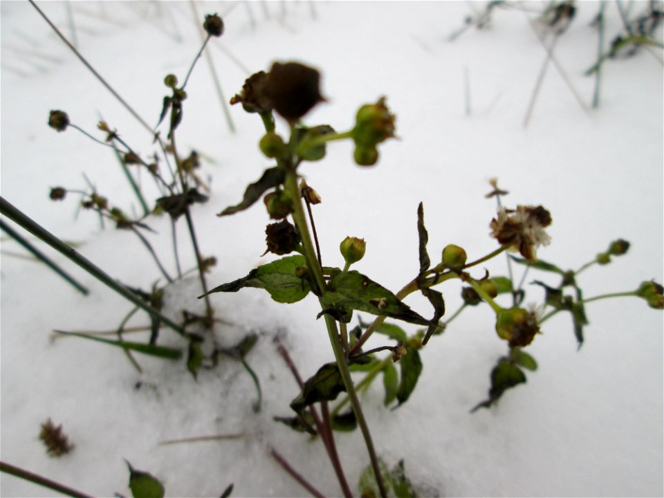 Kleinblütiges Knopfkraut oder Franzosenkraut (Galinsoga parviflora) an der A620 in Alt-Saarbrücken bei Neuschnee am 10. Dezember 2017 - schon im 18.Jh. aus Südamerika eingeschleppt. Da es sich zeitgle