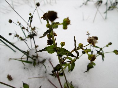 Kleinblütiges Knopfkraut oder Franzosenkraut (Galinsoga parviflora) an der A620 in Alt-Saarbrücken bei Neuschnee am 10. Dezember 2017 - schon im 18.Jh. aus Südamerika eingeschleppt. Da es sich zeitgle