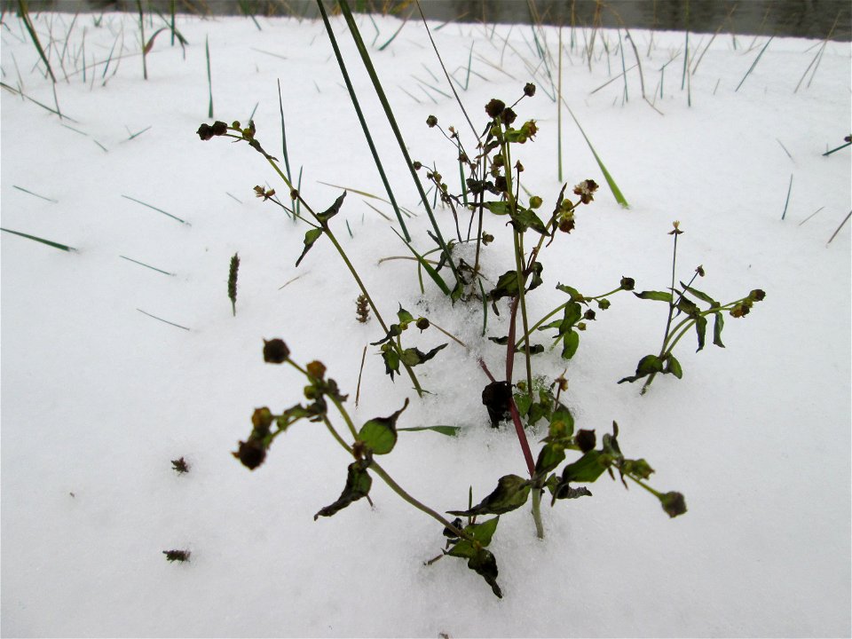 Kleinblütiges Knopfkraut oder Franzosenkraut (Galinsoga parviflora) an der A620 in Alt-Saarbrücken bei Neuschnee am 10. Dezember 2017 - schon im 18.Jh. aus Südamerika eingeschleppt. Da es sich zeitgle