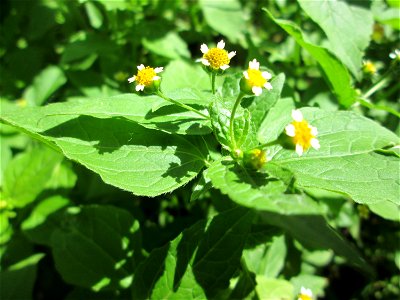 Kleinblütiges Knopfkraut (Galinsoga parviflora) im Naturschutzgebiet „Hochholz-Kapellenbruch“, ursprünglich aus Südamerika