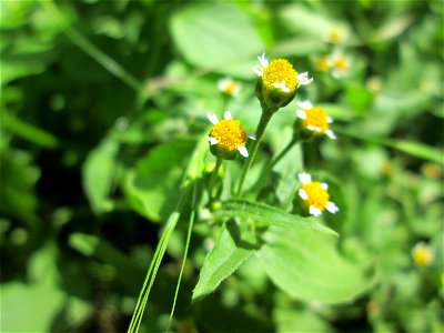 Kleinblütiges Knopfkraut (Galinsoga parviflora) im Naturschutzgebiet „Hochholz-Kapellenbruch“, ursprünglich aus Südamerika