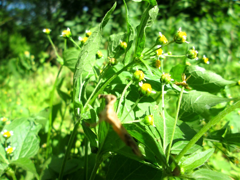 Kleinblütiges Knopfkraut (Galinsoga parviflora) im Naturschutzgebiet „Hochholz-Kapellenbruch“, ursprünglich aus Südamerika