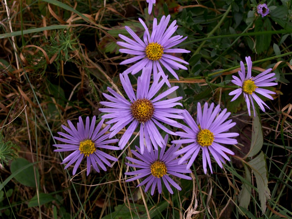 Hvězdnice chlumní (Aster amellus) - Přírodní památka Na lesní horce