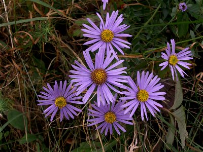 Hvězdnice chlumní (Aster amellus) - Přírodní památka Na lesní horce