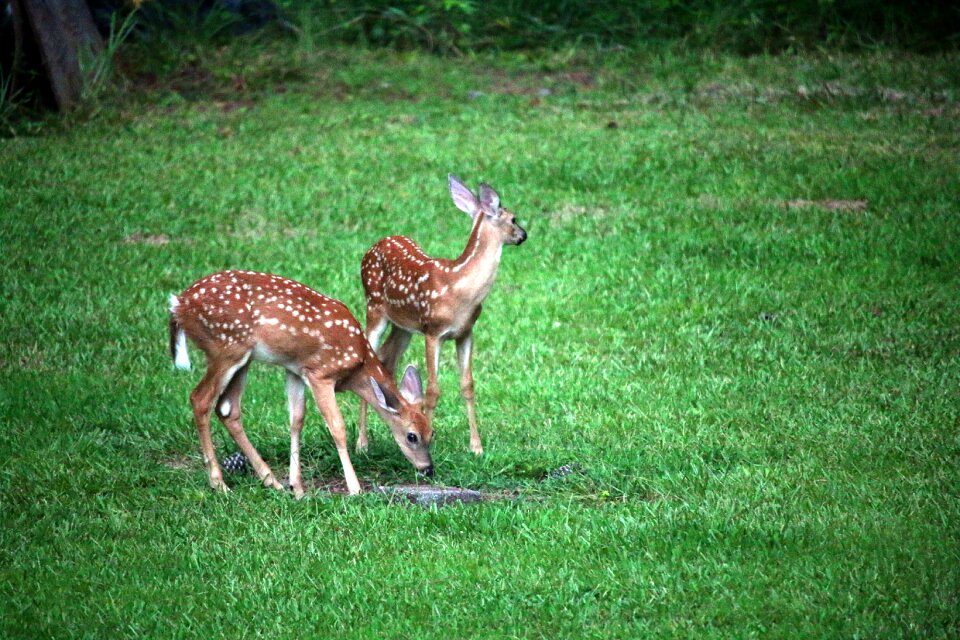 Grass nature animal
