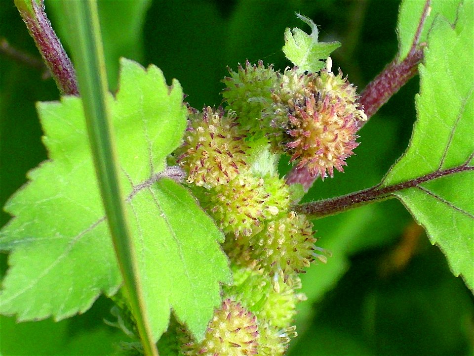 Xanthium strumarium flower close up Campo de Calatrava, Spain