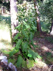 Xanthium strumarium habit, Sierra Nevada, Spain