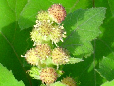 Xanthium strumarium Inflorescence Campo de Calatrava, Spain