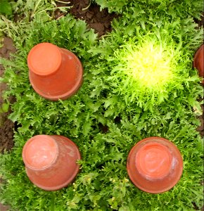 Chicorée frisée de variété Galia, accompagnée de son pot de blanchiment