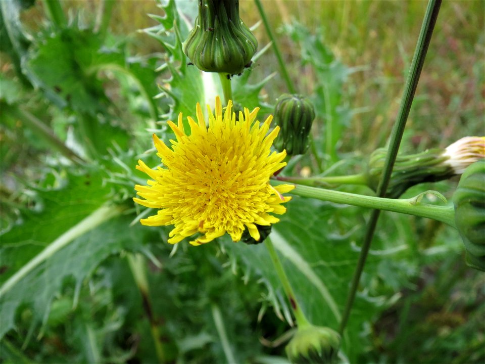 Gemüse-Gänsedistel (Sonchus oleraceus) im Hockenheimer Rheinbogen
