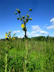 Gemüse-Gänsedistel (Sonchus oleraceus) im Naturschutzgebiet „Hochholz-Kapellenbruch“