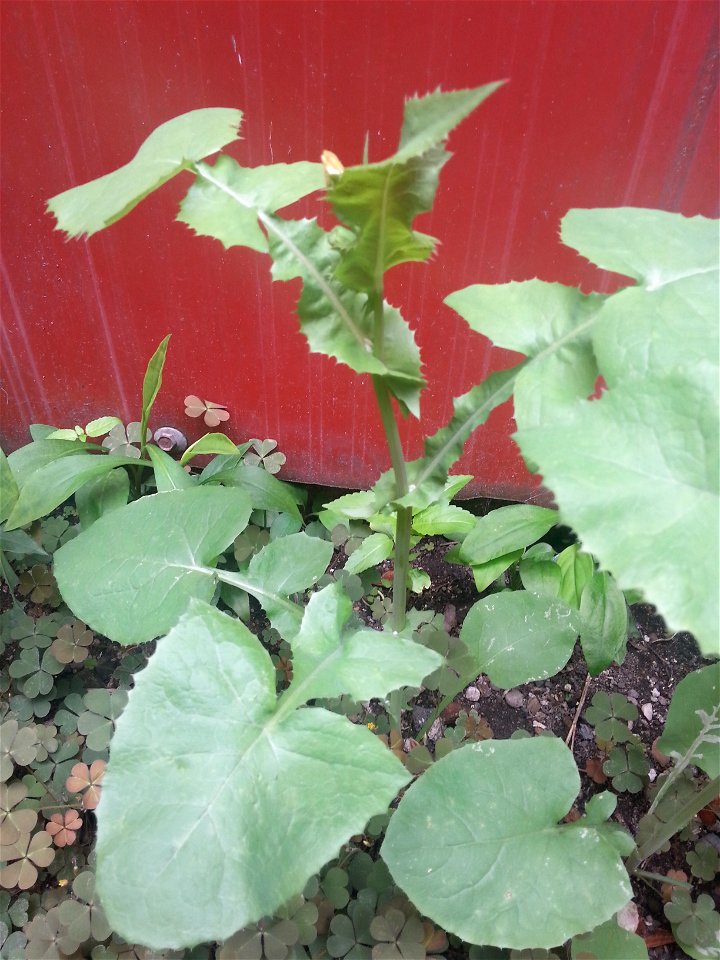 Lapsana communis ?