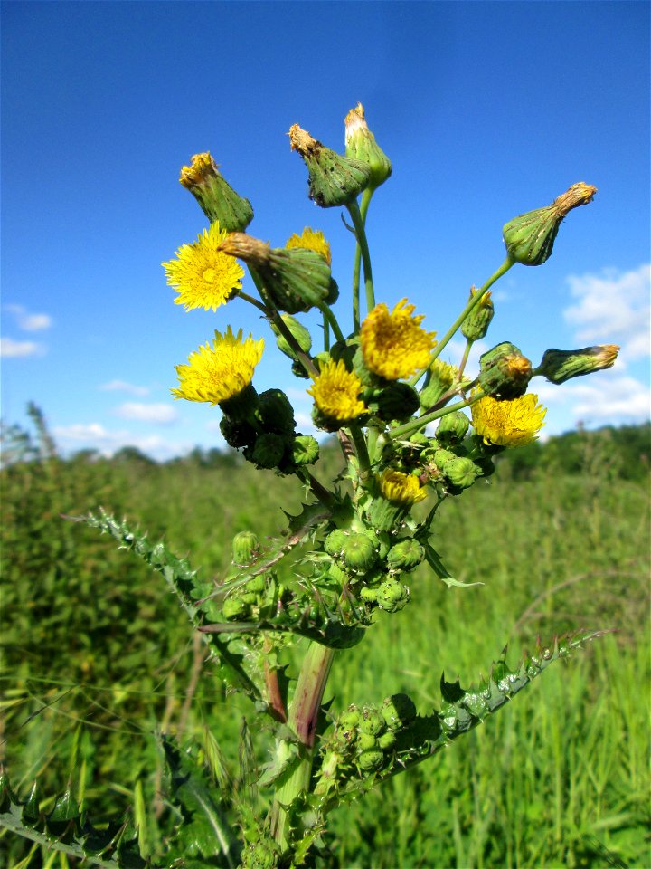 Gemüse-Gänsedistel (Sonchus oleraceus) im Naturschutzgebiet „Hochholz-Kapellenbruch“