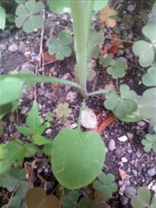 Lapsana communis ?