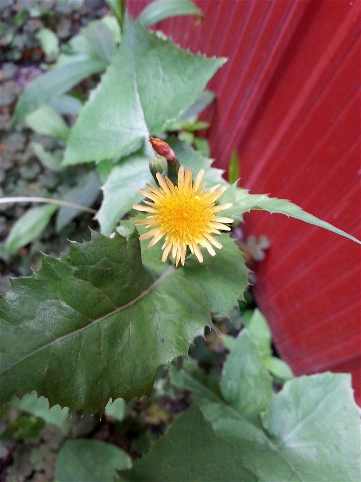 Probable laiteron maraîcher, fleurs.