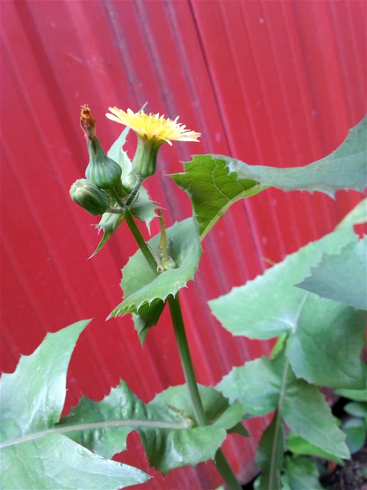 Probable laiteron maraîcher, fleurs et boutons.
