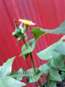 Probable laiteron maraîcher, fleurs et boutons.