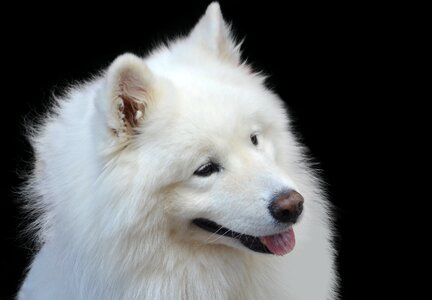 Snout animal wuschelig