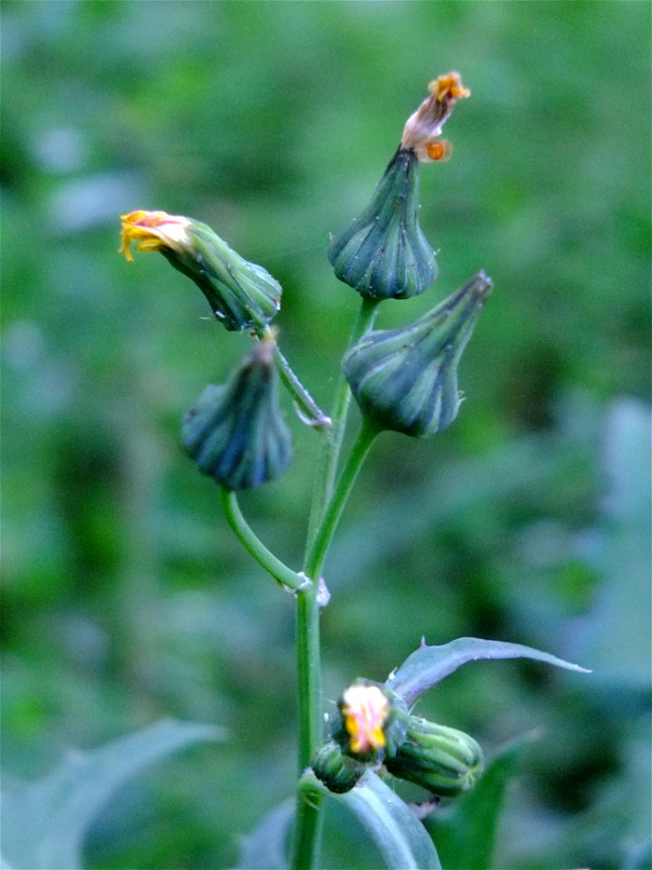 Common Sow-thistle (Sonchus oleraceus)