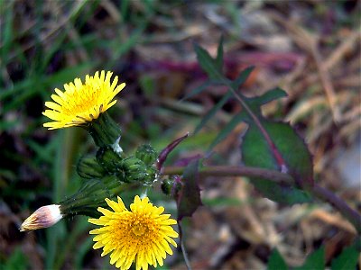 Sonchus oleraceus close up, Sierra Madrona, Spain