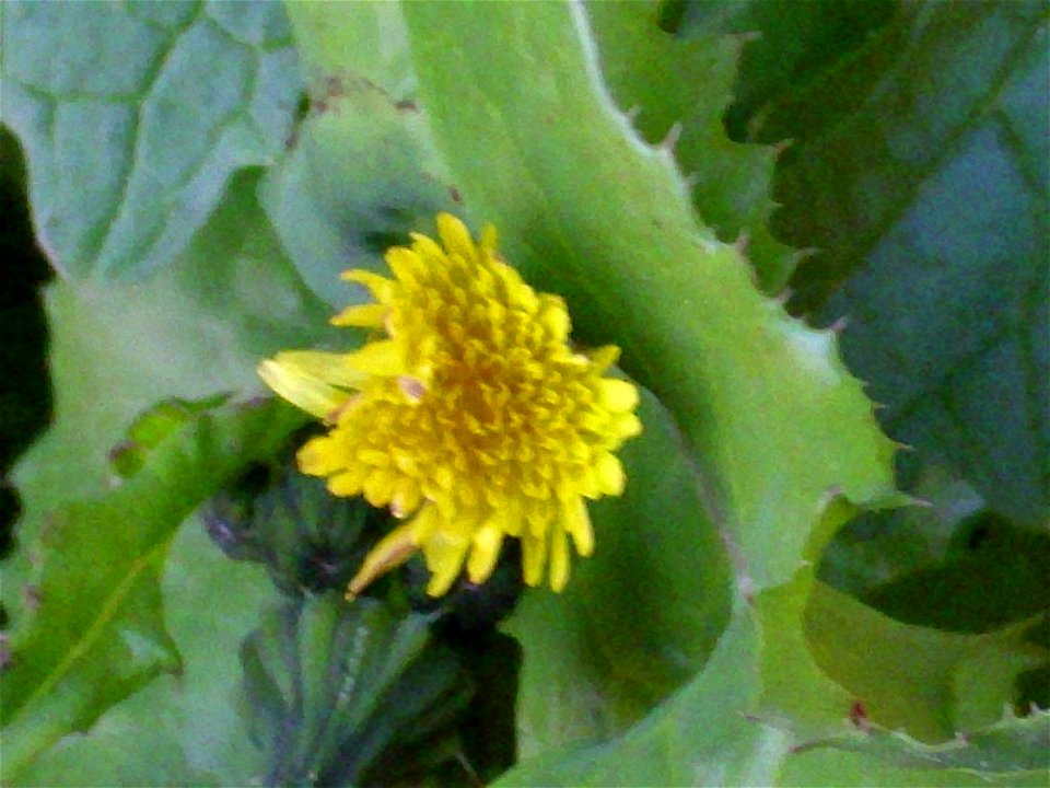 Sonchus oleraceus inflorescence, Dehesa Boyal de Puertollano, Spain