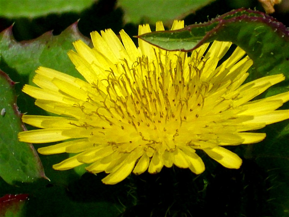 Sonchus oleraceus inflorescence close up, Dehesa Boyal de Puertollano, Spain