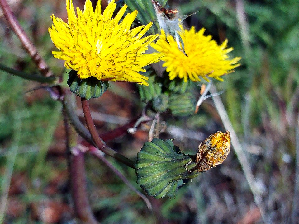 Sonchus oleraceus, Dehesa Boyal de Puertollano, Spain