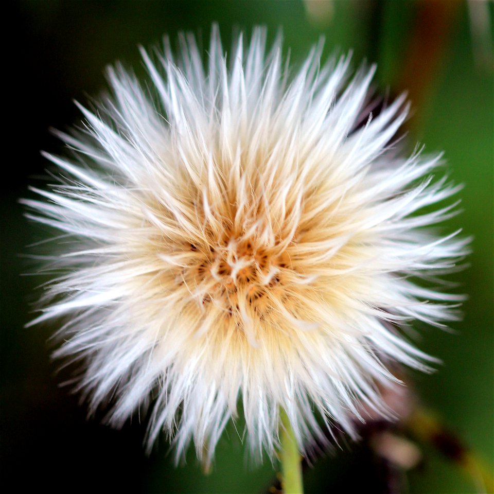 Seeds of a sow thistle