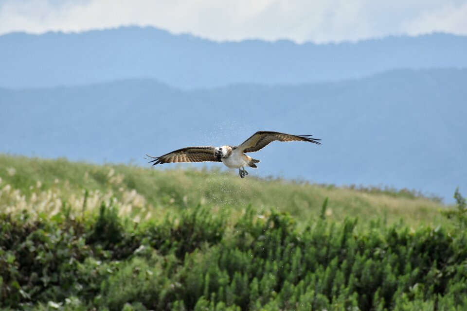 Bird wild birds raptor