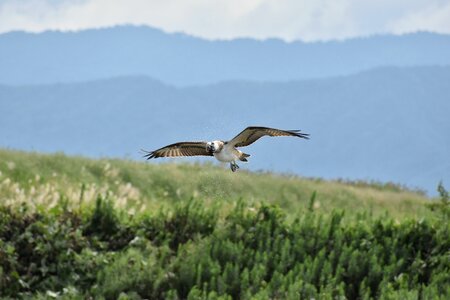 Bird wild birds raptor photo