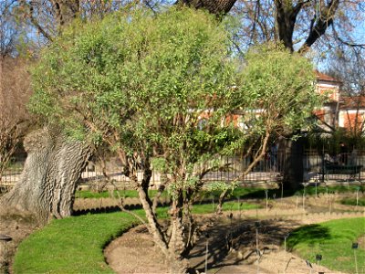Baccharis halimifolia in the Jardin des Plantes de Paris, Paris, France.