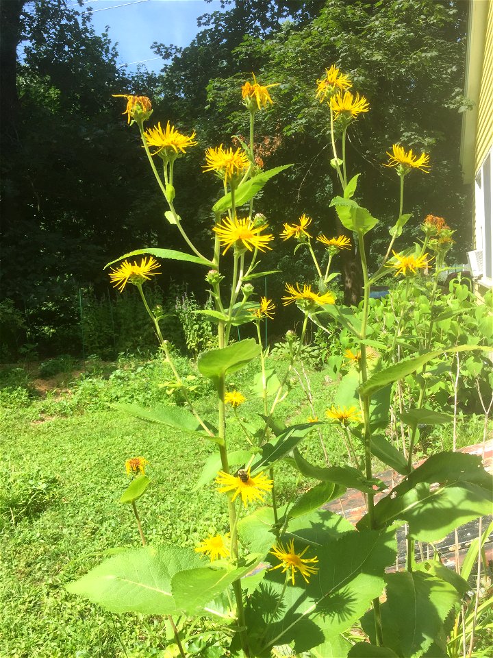 A picture of elecampane in flower with a bumblebee.