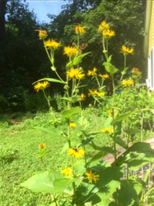 A picture of elecampane in flower with a bumblebee.