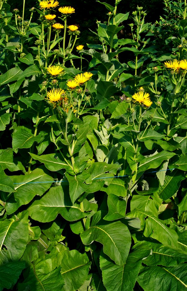 Elecampane, Inula helenium from Botanical Garden of Charles University in Prague, Czech Republic