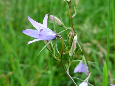 Rapunzel-Glockenblume (Campanula rapunculus) an der Saar in Saarbrücken
