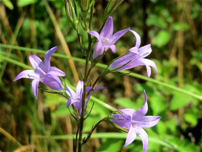 Rapunzel-Glockenblume (Campanula rapunculus) in Hockenheim