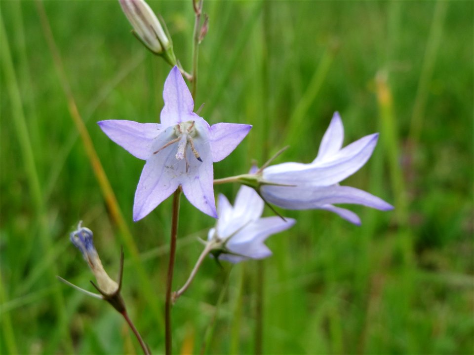 Rapunzel-Glockenblume (Campanula rapunculus) bei Mimbach