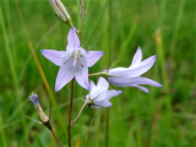 Rapunzel-Glockenblume (Campanula rapunculus) bei Mimbach
