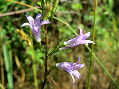 Rapunzel-Glockenblume (Campanula rapunculus) in Hockenheim