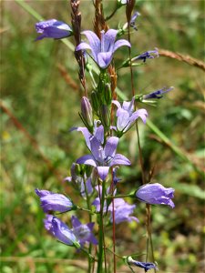 Rapunzel-Glockenblume (Campanula rapunculus) bei Neulußheim (Gemarkung Altlußheim)