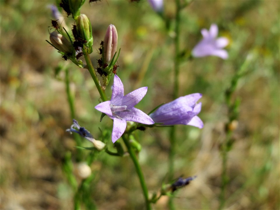 Rapunzel-Glockenblume (Campanula rapunculus) bei Neulußheim (Gemarkung Altlußheim)