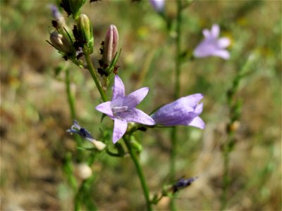 Rapunzel-Glockenblume (Campanula rapunculus) bei Neulußheim (Gemarkung Altlußheim)