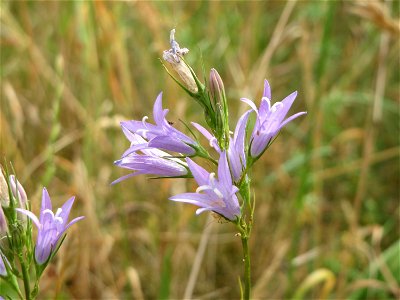 Rapunzel-Glockenblume (Campanula rapunculus) in Hockenheim
