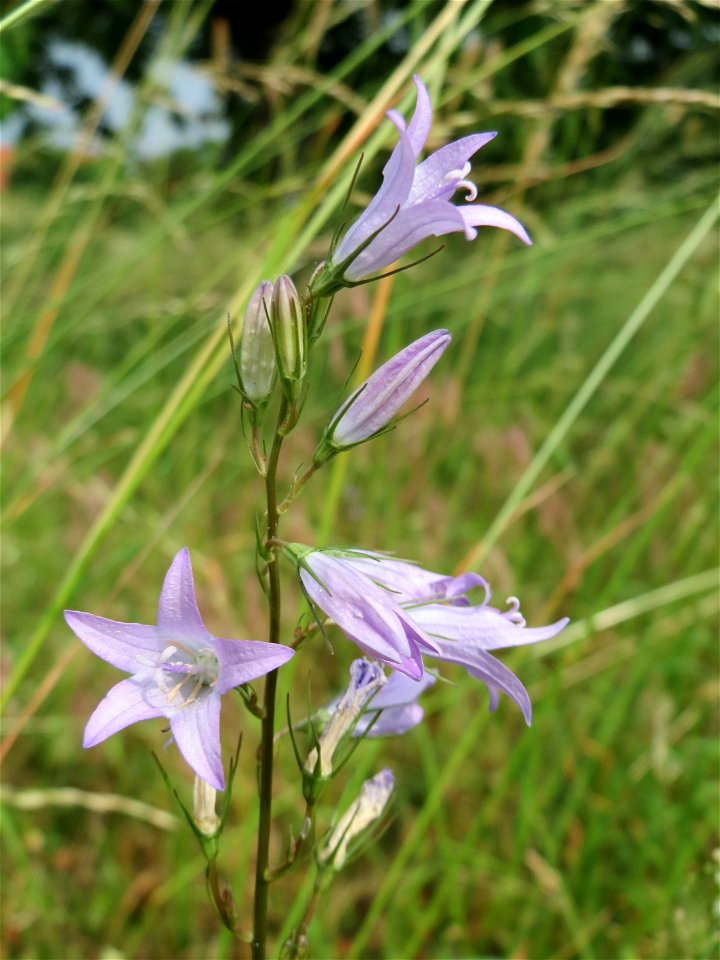 Rapunzel-Glockenblume (Campanula rapunculus) in Hockenheim