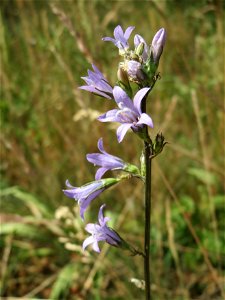 Rapunzel-Glockenblume (Campanula rapunculus) bei Reilingen