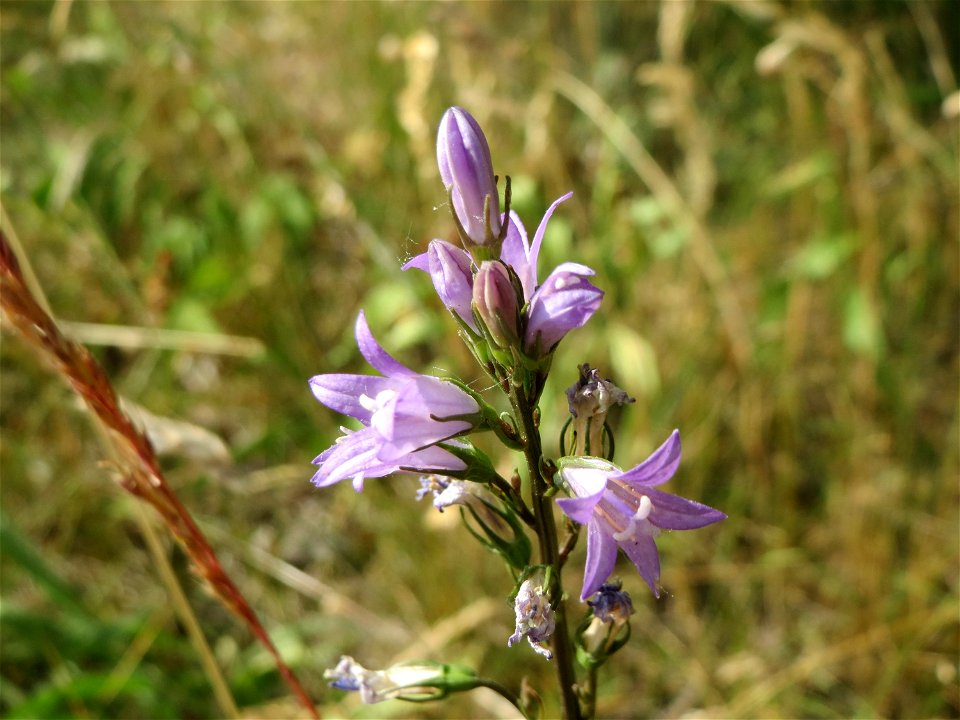 Rapunzel-Glockenblume (Campanula rapunculus) bei Reilingen