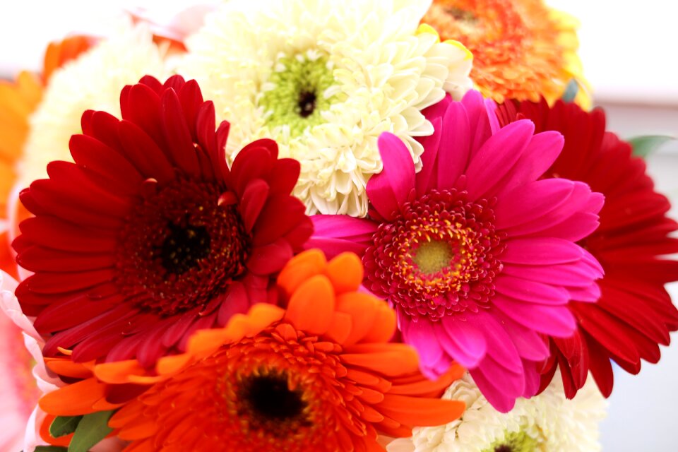 Bouquet of gerberas flower plant